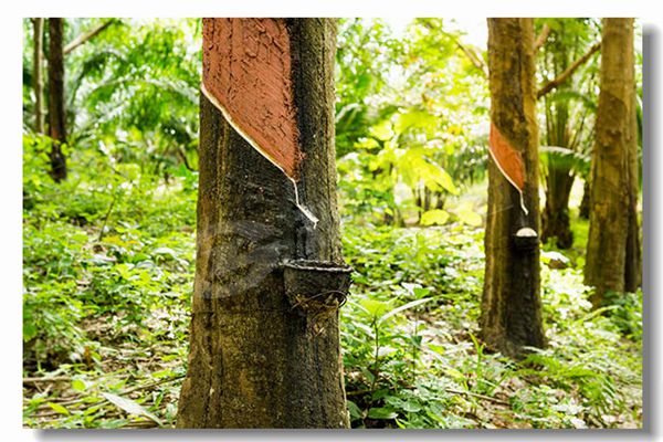 生物质颗粒锅炉几多钱？？？