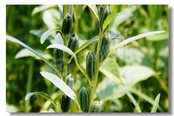 循环流化床锅炉内有传热历程有哪些？